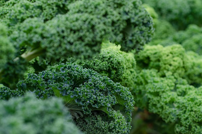 Kale Chips